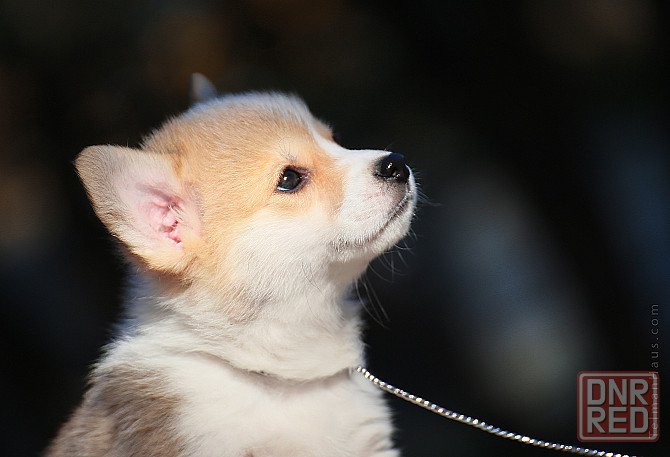 Щенки девочки вельш корги пемброк племенной питомник TelmanHaus Мариуполь - изображение 1