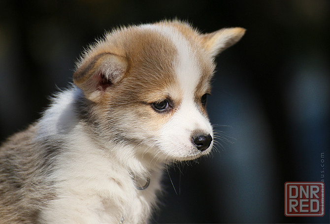 Щенки девочки вельш корги пемброк племенной питомник TelmanHaus Мариуполь - изображение 3