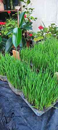 Эко зелень (пшеница) с доставкой. Донецк