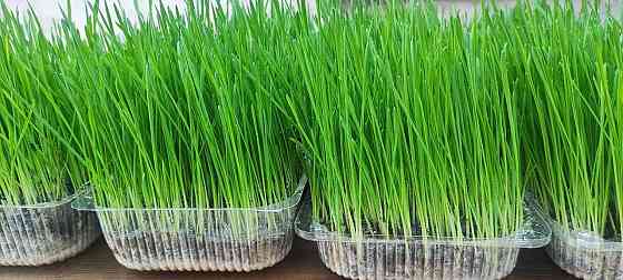 Эко зелень (пшеница) с доставкой. Донецк