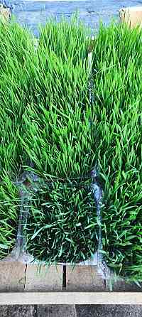 Эко зелень (пшеница) с доставкой. Донецк