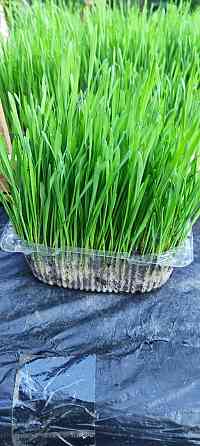 Эко зелень (пшеница) с доставкой. Донецк