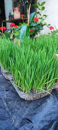 Эко зелень (пшеница) с доставкой. Донецк