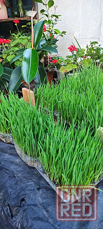 Эко зелень (пшеница) с доставкой. Донецк - изображение 3