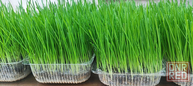 Эко зелень (пшеница) с доставкой. Донецк - изображение 6