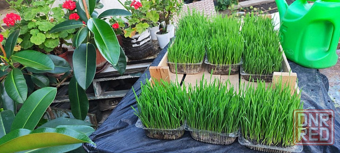 Эко зелень (пшеница) с доставкой. Донецк - изображение 2