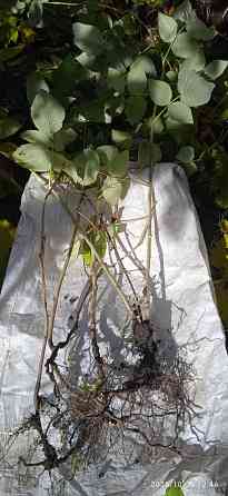 Малина Краса России, земляника Руяна, Александрина Донецк