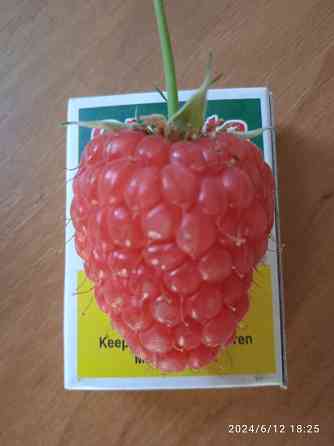 Малина Краса России, земляника Руяна, Александрина Донецк