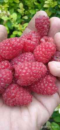 Малина Краса России, земляника Руяна, Александрина Донецк