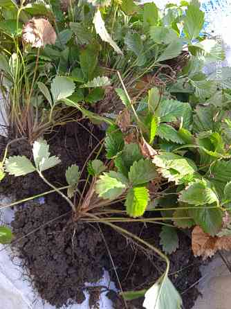 Малина Краса России, земляника Руяна, Александрина Донецк