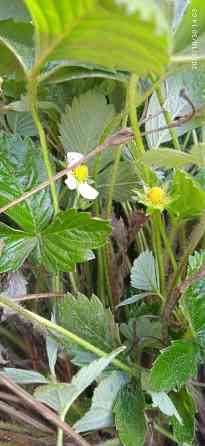 Малина Краса России, земляника Руяна, Александрина Донецк