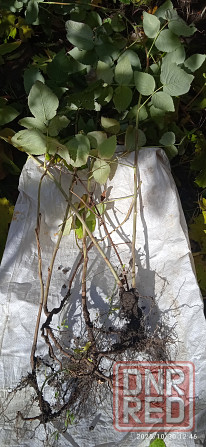 Малина Краса России, земляника Руяна, Александрина Донецк - изображение 2