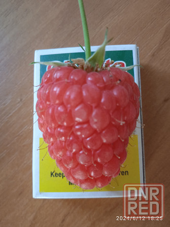 Малина Краса России, земляника Руяна, Александрина Донецк - изображение 3