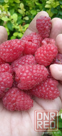 Малина Краса России, земляника Руяна, Александрина Донецк - изображение 1