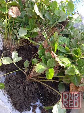 Малина Краса России, земляника Руяна, Александрина Донецк - изображение 6