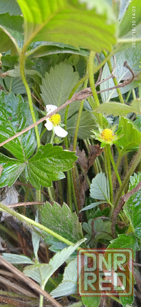 Малина Краса России, земляника Руяна, Александрина Донецк - изображение 5