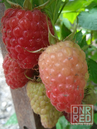 Малина Краса России, земляника Руяна, Александрина Донецк - изображение 4