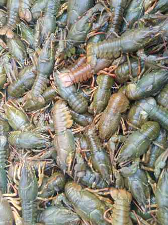 Живые раки Донецк