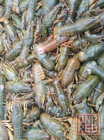 Живые раки Донецк - изображение 1