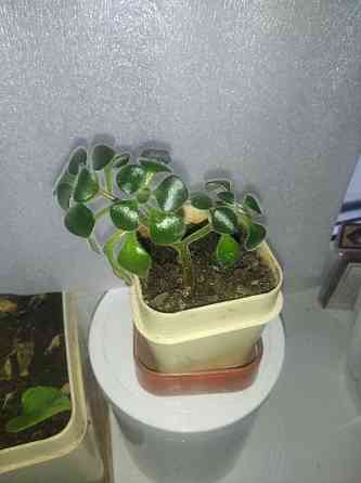 Аихризон + Алое Донецк