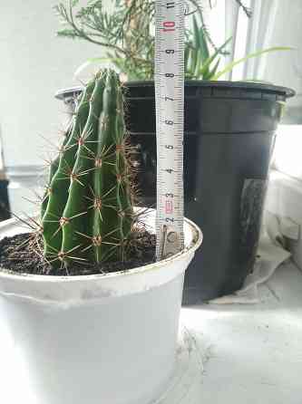 Эхинопсис кактус Донецк