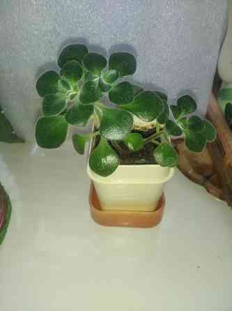 Аихризон Алое Донецк