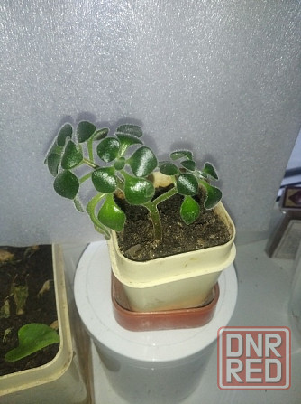 Аихризон + Алое Донецк - изображение 1