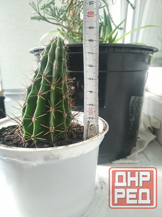 Эхинопсис кактус Донецк - изображение 2