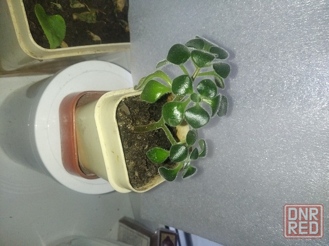 Аихризон + Алое Донецк - изображение 3