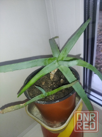 Аихризон Алое Донецк - изображение 2