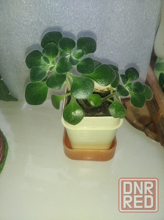 Аихризон Алое Донецк - изображение 1