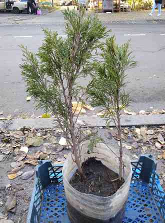Продам можжевельник Донецк