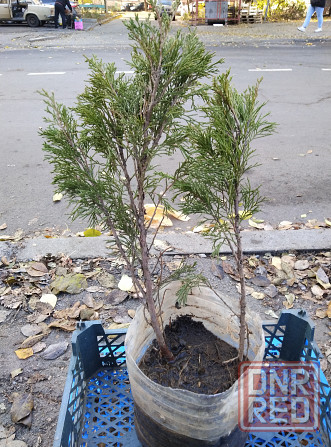 Продам можжевельник Донецк - изображение 1