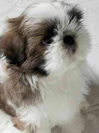 Щенок шит -цу Донецк