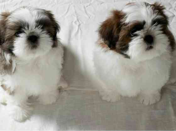 Щенок шит -цу Донецк