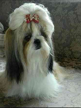 Щенок шит -цу Донецк