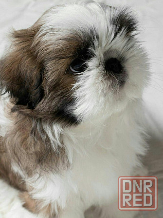 Щенок шит -цу Донецк - изображение 1