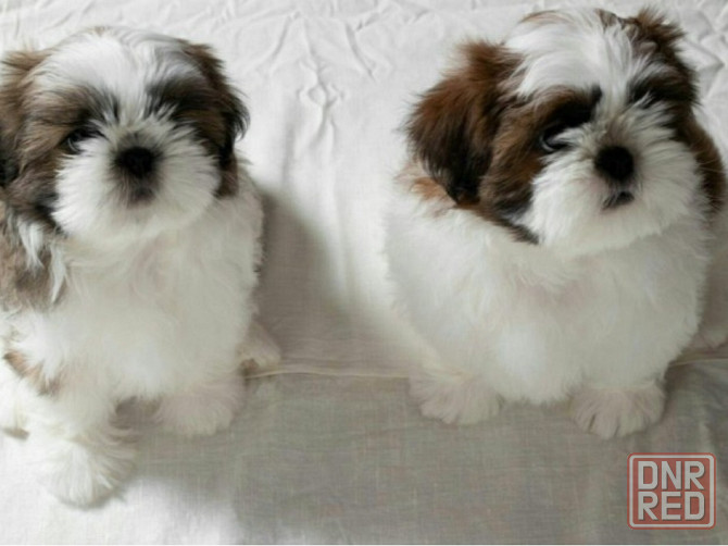 Щенок шит -цу Донецк - изображение 2