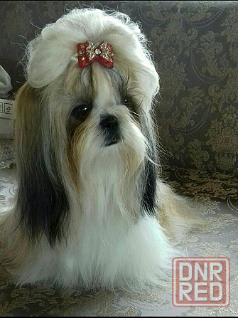 Щенок шит -цу Донецк - изображение 3