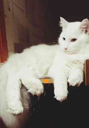 Красивый здоровый ангорский жених для вашей кошечки Донецк