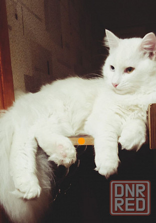 Красивый здоровый ангорский жених для вашей кошечки Донецк - изображение 1