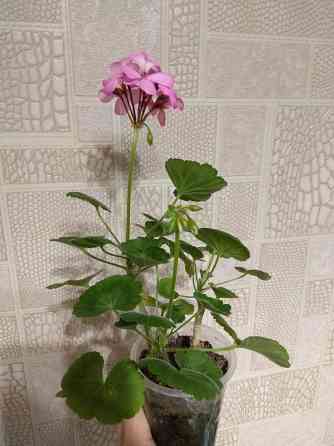 Герань отросток цветущий Донецк