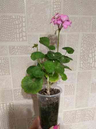 Герань отросток цветущий Донецк