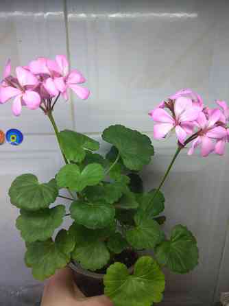 Герань отросток цветущий Донецк