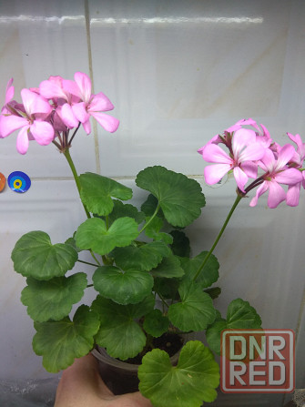 Герань отросток цветущий Донецк - изображение 1