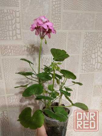 Герань отросток цветущий Донецк - изображение 4