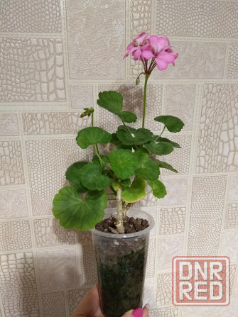 Герань отросток цветущий Донецк - изображение 2