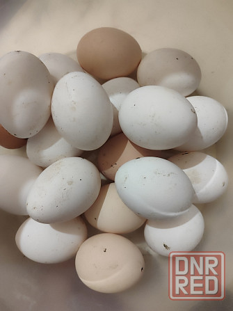 Продам домашние яйца Донецк - изображение 1