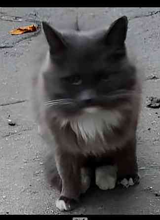 Стерилизованная кошечка бесплатно в добрые руки Макеевка