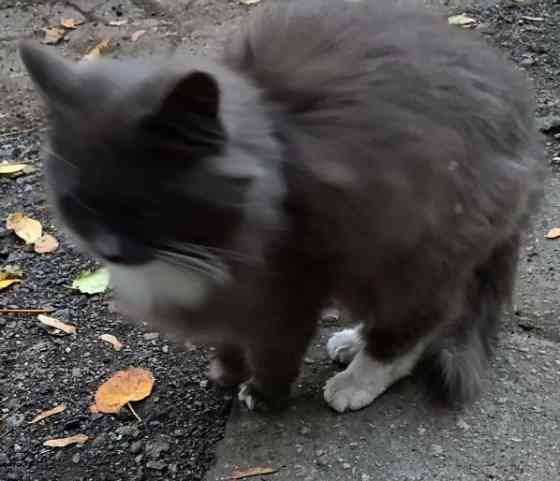 Стерилизованная кошечка бесплатно в добрые руки Макеевка